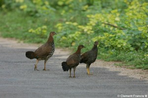 GREY JUNGLE FOWL (FEMALE AND YOUNG)