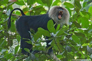 LION TAILED MACAQUE