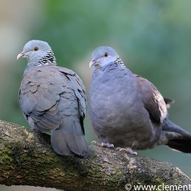 Nilgiri Wood-pigeon