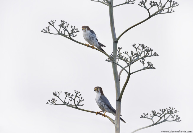 Red necked Falcon