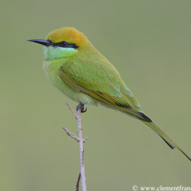 Small Green Bee-eater