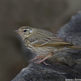 Olive-backed Tree Pipit
