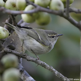 Hume’s Warbler