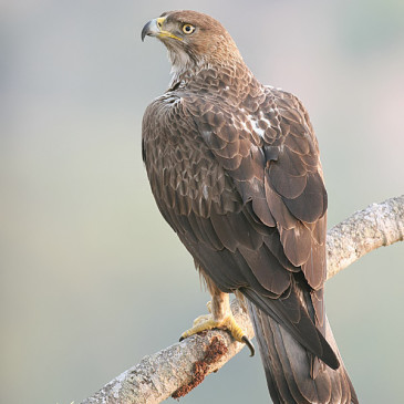 Bonelli’s (Hawk) Eagle Hieraaetus fasciatus