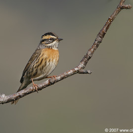 Rufus-breasted Accentor