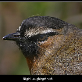 Nilgiri Laughingthrush