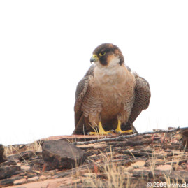Barbary Falcon|Red-naped Shaheen