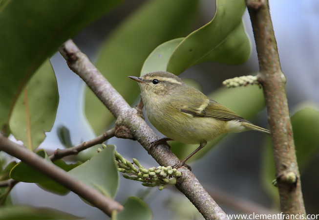  Hume’s Warbler