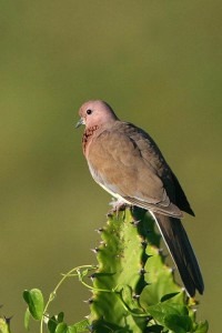  Laughing Dove