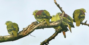 Pompadour Green Pigeons