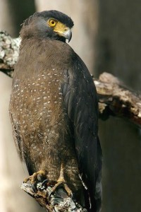 Crested Serpent Eagle 