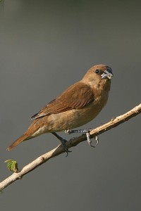 Scaly-bellied Munia (Young) Indian Silverbill (Young)