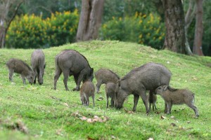 Wild Boar Family
