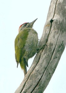 Streak-throated Woodpecker
