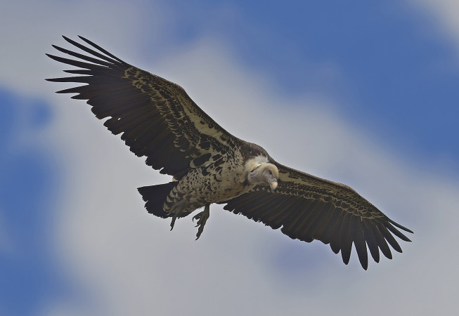 Rupell's Vulture.