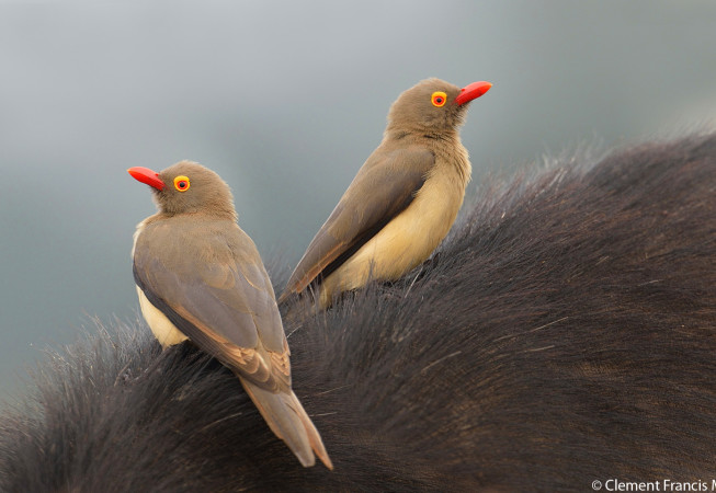 Red-billed Oxpeckers