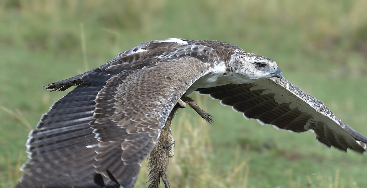 Martial Eagle with kill (banded mongoose)