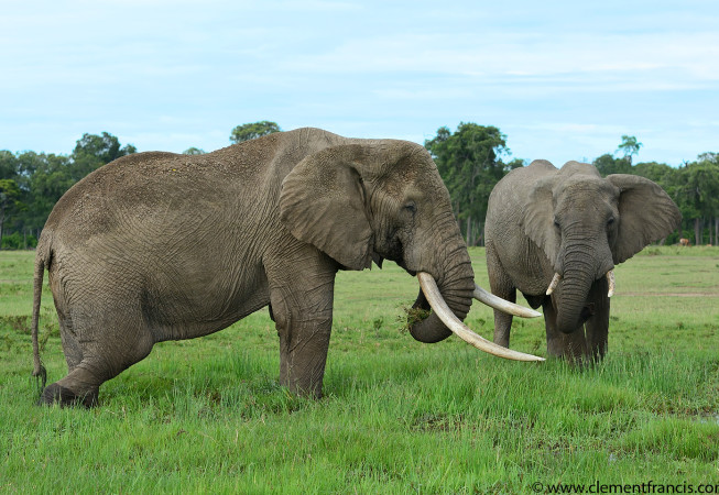 Elephant at Mara