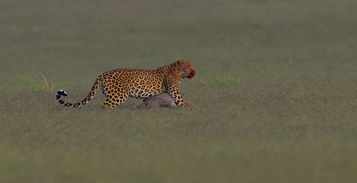 Leopard With Kill