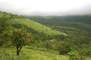 The Western Ghats – A scene from the Kemmangundi – Chikmagalur Road