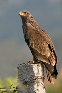 spotted eagle