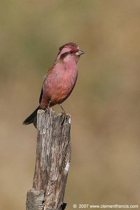 Pink browed Rosefinch 