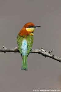 Chestnut-headed Bee-eater 