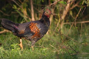 Grey Jungle Fowl – Nagarahole National Park 