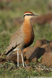 Indian Courser 