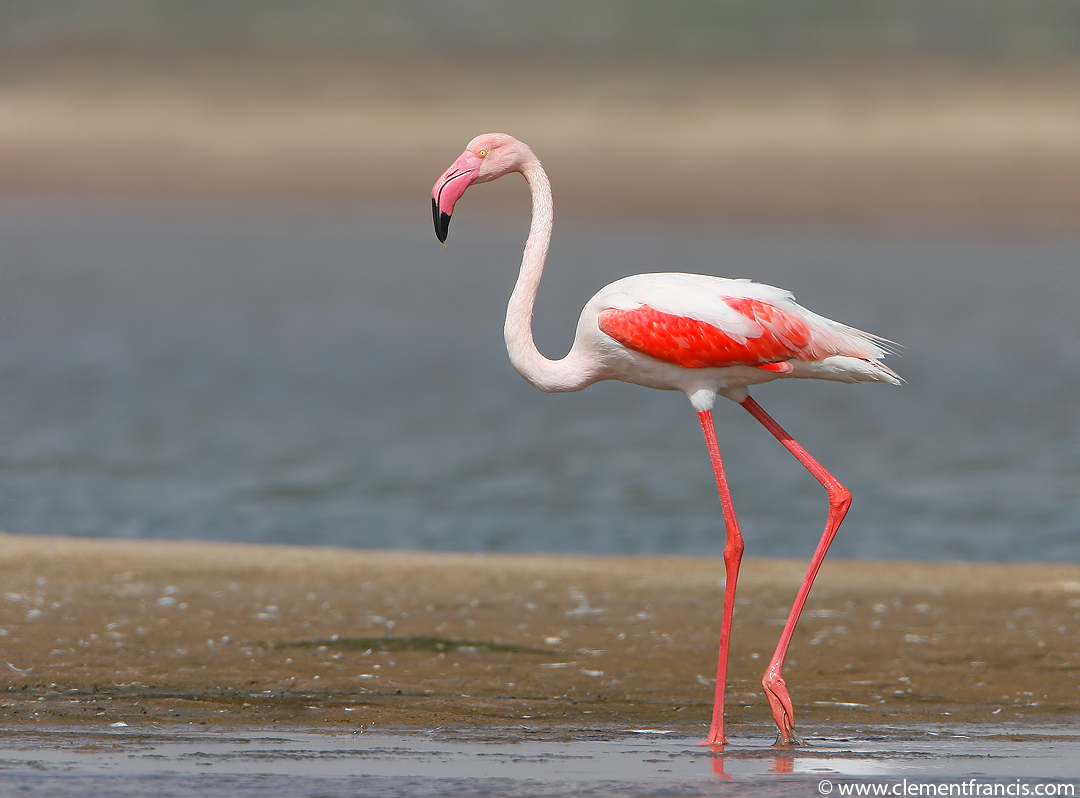 Фламинго. Фламинго обыкновенный розовый. Андийский Фламинго. Фламингообразные обыкновенный Фламинго. Африканский Фламинго.